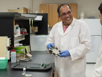 Bahan Kemasan Ramah Lingkungan dari Ranting Anggur yang Kuat dan Cepat Terurai