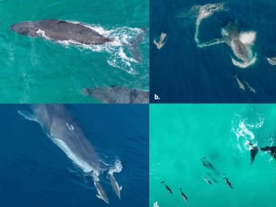 Interaksi Permainan Lumba-Lumba dan Paus Tunjukkan Hubungan Saling Menguntungkan