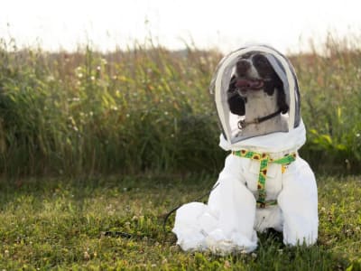 Maple, Anjing Deteksi, Bantu Lindungi Lebah dari Penyakit Mematikan