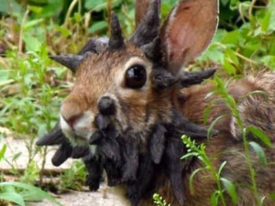 Kelinci Bertanduk di Colorado: Fakta Virus Shope dan Imbauan Satwa Liar