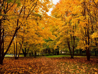 Musim Altcoin Bisa Dimulai September, Bitcoin Mulai Tak Mendominasi Lagi