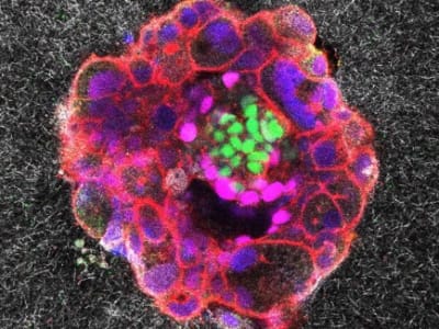 Peneliti Rekam Embrio Manusia Menancapkan Diri ke Rahim Tiruan