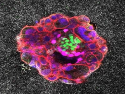 Penemuan Baru: Embrio Manusia Menanam Diri di Rahim dengan Kekuatan Memukau