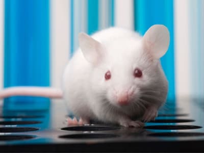 Sel Sperma Tikus Tetap Sehat Setelah Enam Bulan di Stasiun Luar Angkasa