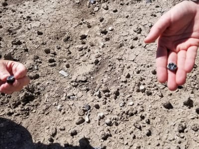 Fosil Gigi Baru Ungkap Spesies Australopithecus yang Hidup Bersama Homo Awal