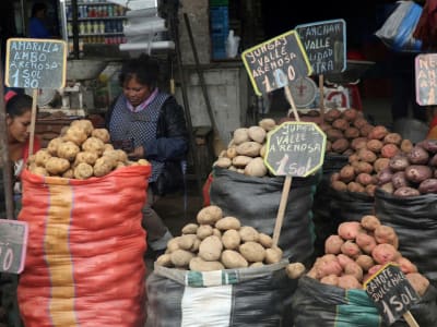 Asal Usul Kentang Terungkap: Hibridisasi Alami Tomat dan Spesies Mirip Kentang