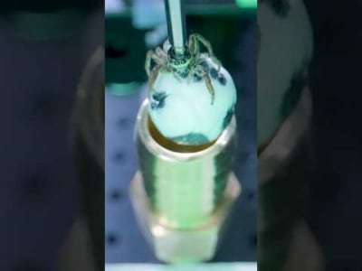 Cara Cerdas Memahami Penglihatan Warna Laba-Laba Pelompat dengan Eksperimen Unik