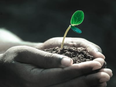 Bumi Terancam: Tumbuhan Tak Lagi Bisa Jaga Keseimbangan Ekosistem