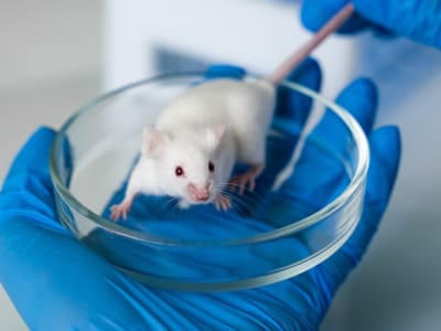 Terapi Sel Saraf Rekayasa Turunkan Depresi dan Tingkatkan Kebahagiaan