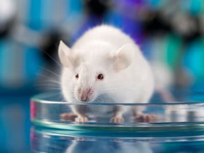 Ilmuwan Cina Ciptakan Terapi Sel Transplantasi Otak Untuk Atasi Depresi Berat