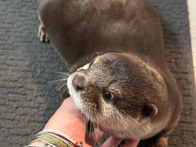 Berang-berang Splash, Mitra Penyelamat Baru di Misi Air yang Berbahaya