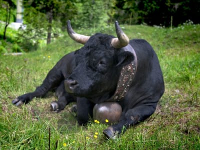 KindlyMD Akuisisi 5.743 Bitcoin, Tegaskan Bitcoin sebagai Aset Utama Masa Depan