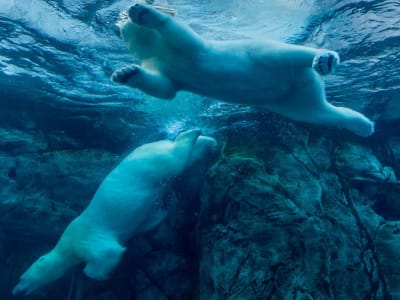 Harga Bitcoin Turun Tajam Sebelum Pidato Federal Reserve Powell