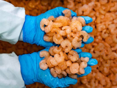 Peringatan FDA: Udang Beku Impor dari Indonesia Terkontaminasi Radioaktif