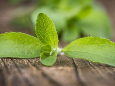 Fermentasi Ekstrak Daun Stevia: Terobosan Baru Obat Kanker Pankreas
