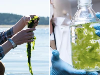 Rahasia Rumput Laut: Cara Baru Mendapatkan Mineral Langka untuk Teknologi Modern