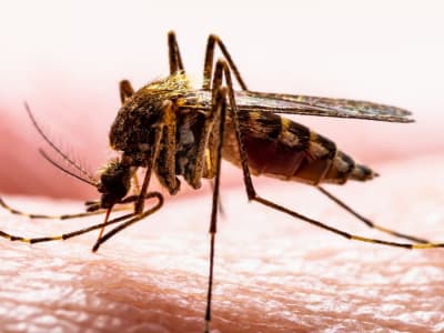 Eropa Hadapi Ancaman Baru Penyakit Nyamuk Akibat Perubahan Iklim