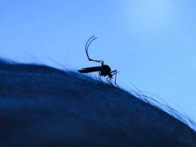 Hubungan El Niño dan Wabah Dengue di Amerika: Kunci Prediksi Epidemi