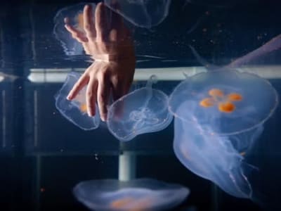 Moon Jellyfish Jadi 'Robot Hidup' untuk Eksplorasi Laut Dalam yang Sulit Dijangkau