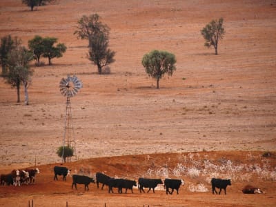 Penanaman Pohon Bisa Sebabkan Kekeringan, Perlu Strategi Lokal