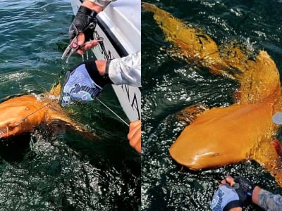 Hiu Berwarna Oranye Langka Ditemukan di Karibia Costa Rica dengan Kondisi Xanthism