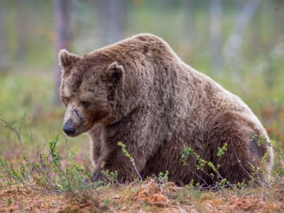 Pasar Crypto Bergejolak: Bitcoin Turun, Token Selebriti Melonjak dan Pertarungan Bisnis Blockchain