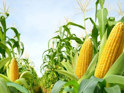 Jagung Berkomunikasi Lewat Gas untuk Lawan Hama tapi Pengaruhi Tumbuhnya