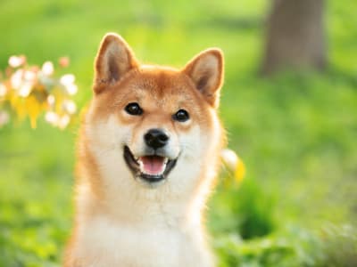 Kenapa Dogecoin Masih Populer Meski Harga Tak Pernah Capai 1 Dolar?