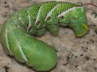 Belalang Daun Tembakau Memilih Diam sebagai Cara Mengatasi Rasa Sakit