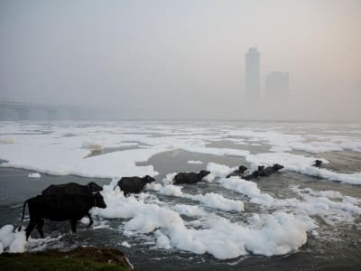 Fenomena Langka: Ribuan Ikan Lele Bumblebee Memanjat Air Terjun di Brasil
