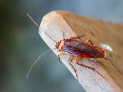 Produksi Massal Cyborg Kecoa Robotik untuk Misi Penyelamatan Bencana Masa Depan