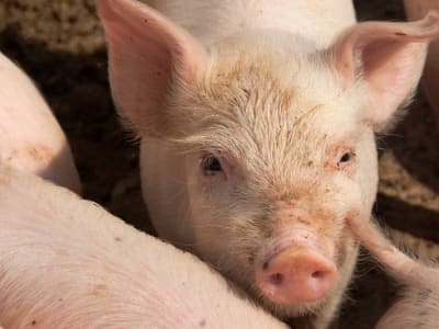 Transplantasi Paru-paru Babi ke Manusia: Langkah Awal Atasi Kekurangan Organ