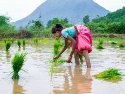 Mitti Labs Gunakan AI dan Kemitraan untuk Kurangi Emisi Metana Petani Padi