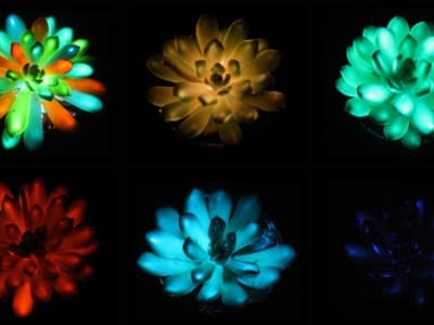 Tanaman Hias Bercahaya Berwarna-warni Jadi Alternatif Lampu Alami Baru