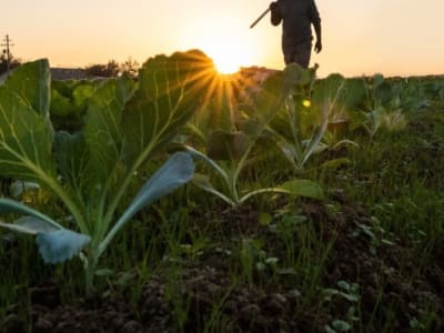 Investasi 10 Juta Dolar Dukung Petani Kecil dan Usaha Agribisnis di Afrika