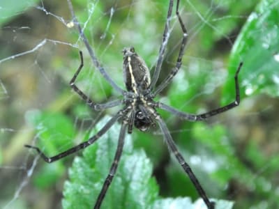 Laba-Laba Nokturnal Manfaatkan Cahaya Kunang-Kunang Untuk Menangkap Mangsa