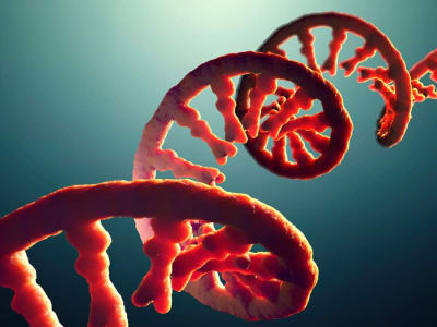 Penemuan Cara Asam Amino Mengikat RNA Membuka Rahasia Asal Usul Kehidupan