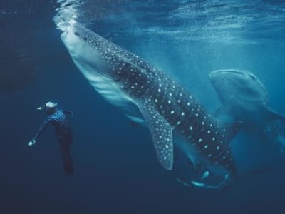 Penelitian Hiou Paus di Indonesia Ungkap Cedera Akibat Aktivitas Manusia