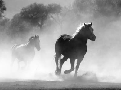 Rahasia Genetika di Balik Domestikasi Kuda yang Mengubah Sejarah Manusia