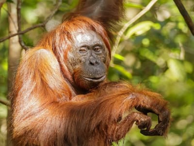 Mengintip Cara Orangutan Sumatera Muda Belajar Membangun Sarang Mewah