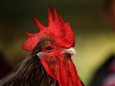 Penemuan Vitamin dari Indonesia yang Mengubah Dunia Kedokteran