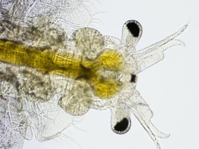 Brine Shrimp Ditemukan di Gurun Cina, Solusi Pangan untuk Wilayah Asin