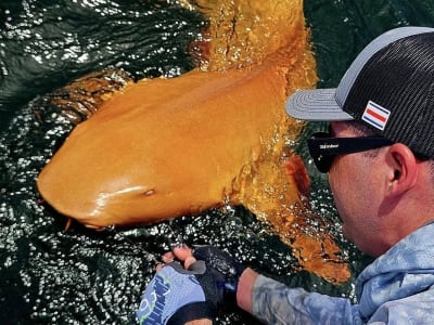 Penemuan Hiu Oranye Langka di Kosta Rika, Fenomena Langka Biologi Laut