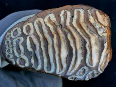 DNA Mikroba Kuno Mammoth Ungkap Bakteri Penyebab Penyakit Seperti pada Gajah Modern