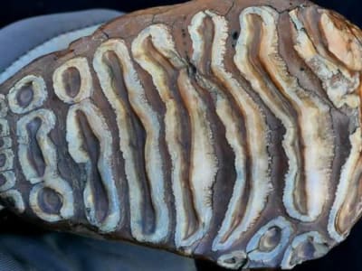 Penemuan DNA Mikroba Tertua dari Mammoth Membuka Wawasan Baru Evolusi