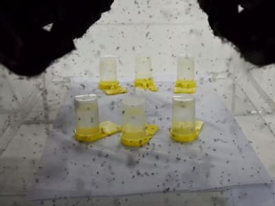 Pabrik Nyamuk Wolbachia di Brasil: Inovasi Lawan Demam Berdarah