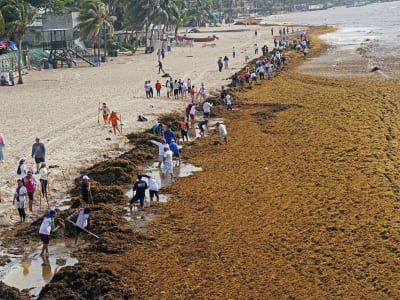 Mengubah Masalah Sargassum Jadi Energi dan Bahan Konstruksi Ramah Lingkungan