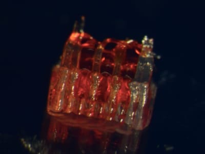 Inovasi 3D Printing dan Sel Punca untuk Memulihkan Cedera Tulang Belakang