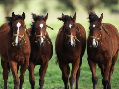 Kuda CRISPR Pertama Dunia: Revolusi Genetika di Dunia Berkuda