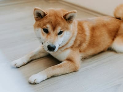 Thumzup Media Siap Besarkan Penambangan Dogecoin dengan Rencana Akuisisi Besar